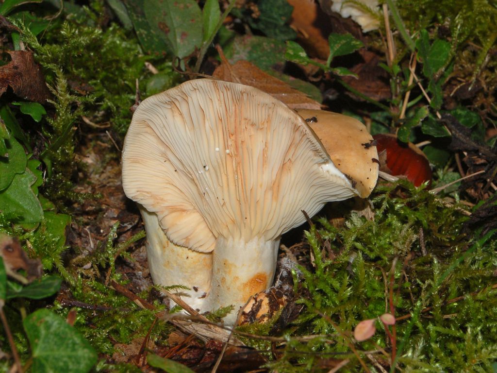 Dei funghi con vista a mare (Lactarius sp.)